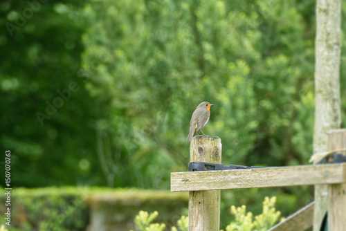 European robin (Erithacus rubecula) sitting on wood stump in Zurich, Switzerland