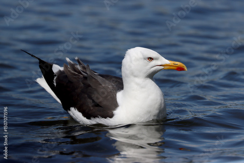 Canvas Print Lesser black-backed gull