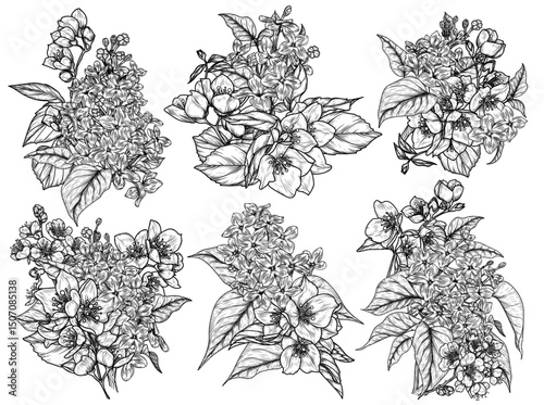 Vector set of 6 bouquets of lilac, jasmine and blooming apricot flowers. Spring collection of flowers. Delicate decor of flowering branches in engraving style. For invitations, cards, banners
