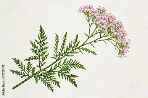 Feathery Blooms, Herbal Light herb Yarrow isolated watercolor vector illustration svg