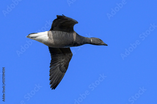 Dark bellied Brent Goose in flight photo
