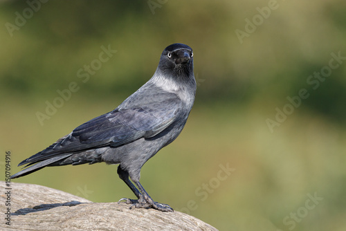 Jackdaw