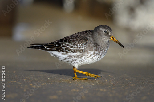 Purple Sandpiper photo