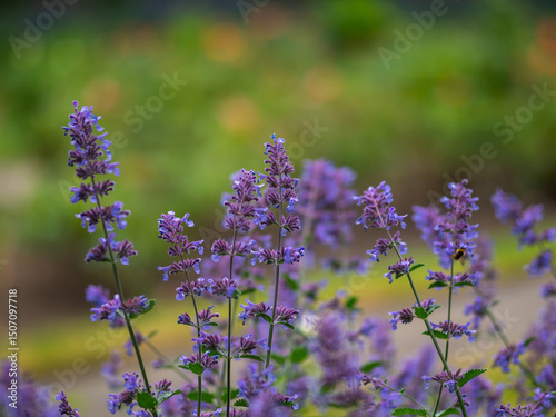 Cat mint plant in flower