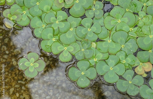 Close-up of Water Clover Marsilea mutica, showcasing the intricate patterns and vibrant green hues of the leaves.