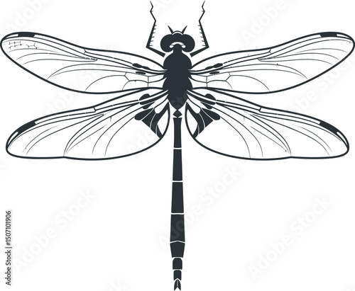 dragonfly vector illustration