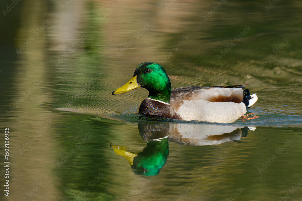Obraz premium A mallard duck, Anas platyrhynchos swims gracefully across the serene water, its vibrant green head reflecting in the tranquil pond. Sunlight enhances its colors as it glides smoothly by.