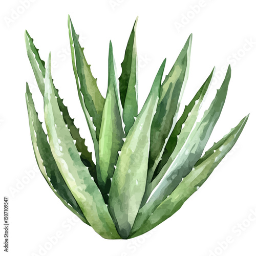 My Watercolor illustration, illustration aloe vera painting illustration isolated on a white background, illustration, AI painting design, vector illustration set, eps format