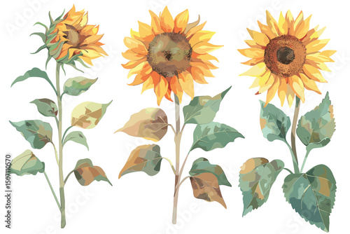 Watercolor hand-painted sunflower elements set, Autumn arrangement, Farmhouse rustic fall decor, harvest Thanksgiving clipart. Birthday summer card. Realistic botanical art