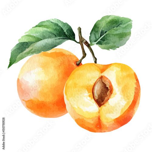 My Watercolor illustration, apricot branch painting illustration isolated on a white background, illustration, AI painting design, vector illustration set, eps format