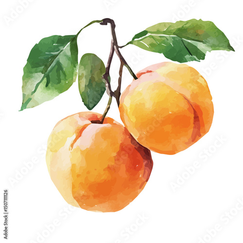 My Watercolor illustration, apricot branch painting illustration isolated on a white background, illustration, AI painting design, vector illustration set, eps format