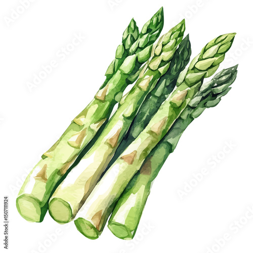 My Watercolor illustration, asparagus painting illustration isolated on a white background, illustration, AI painting design, vector illustration set, eps format