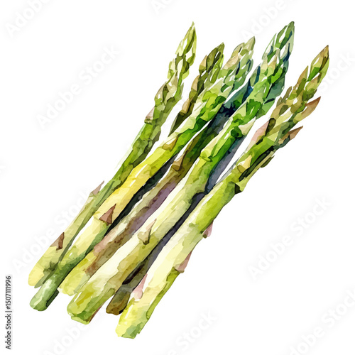 My Watercolor illustration, asparagus painting illustration isolated on a white background, illustration, AI painting design, vector illustration set, eps format