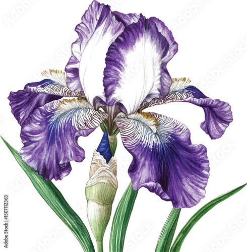 Purple iris. Floral botanical flower. Watercolour drawing aquarelle isolated. Isolated iris illustration vector  element.