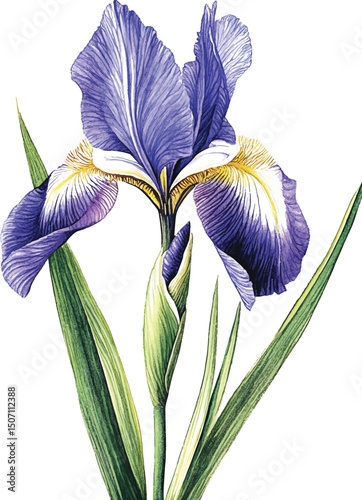 Purple iris. Floral botanical flower. Watercolour drawing aquarelle isolated. Isolated iris illustration vector  element.