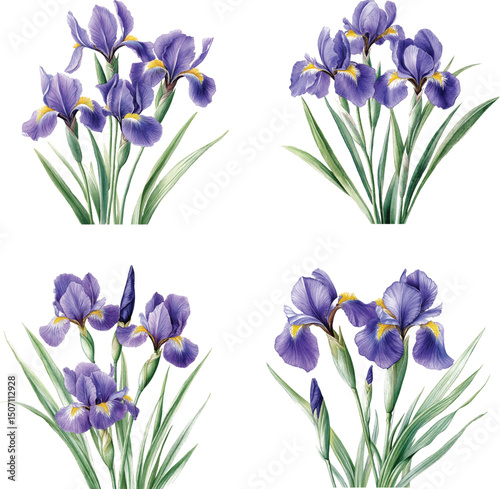 Purple iris. Floral botanical flower. Watercolour drawing aquarelle isolated. Isolated iris illustration vector  element.