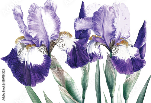 Purple iris. Floral botanical flower. Watercolour drawing aquarelle isolated. Isolated iris illustration vector  element.