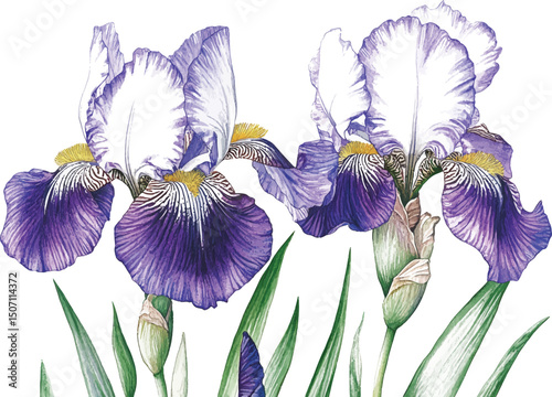 Purple iris. Floral botanical flower. Watercolour drawing aquarelle isolated. Isolated iris illustration vector  element.
