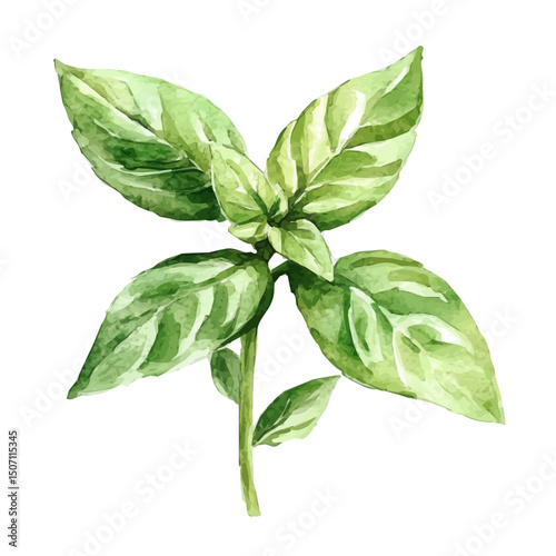My Watercolor illustration, green basil branch painting illustration isolated on a white background, illustration, AI painting design, vector illustration set, eps format