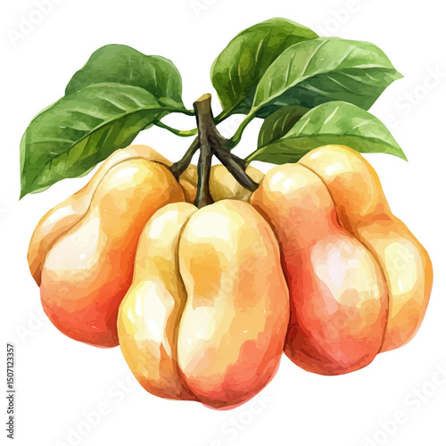 My Watercolor illustration, cashew painting illustration isolated on a white background, illustration, AI painting design, vector illustration set, eps format