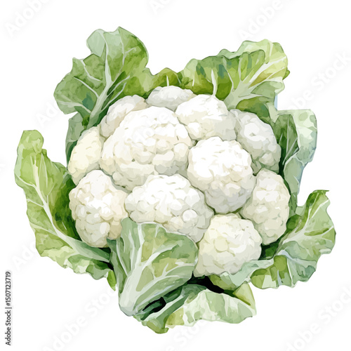 My Watercolor illustration, cauliflower painting illustration isolated on a white background, illustration, AI painting design, vector illustration set, eps format