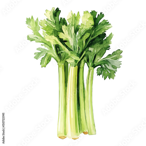 My Watercolor illustration, celery painting illustration isolated on a white background, illustration, AI painting design, vector illustration set, eps format
