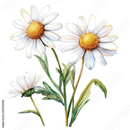 My Watercolor illustration, chamomiles painting illustration isolated on a white background, illustration, AI painting design, vector illustration set, eps format
