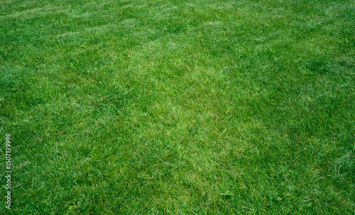 Green grass in backyard, mowing lawn, Green lawn with fresh grass as background