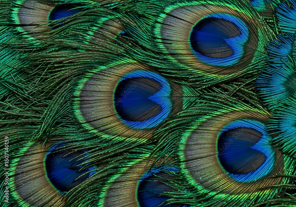 Obraz premium Close-up of a Peacock Feather's Vibrant Patterns. Generative Ai