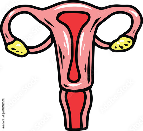 female reproductive system illustration hand drawing