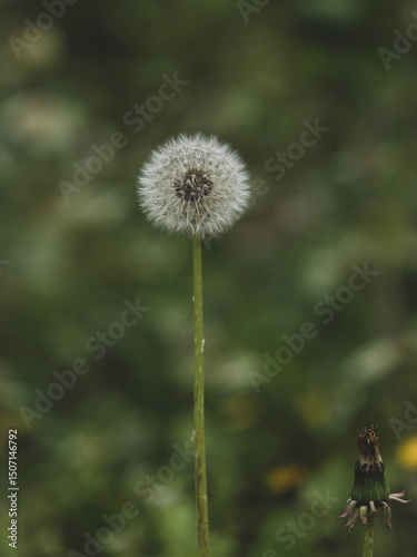 beautiful flowers in the nature