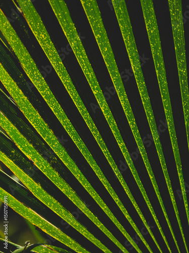 palm tree leaf background