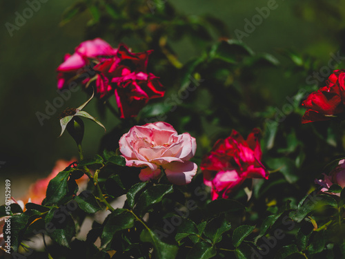 beautiful rose in the nature