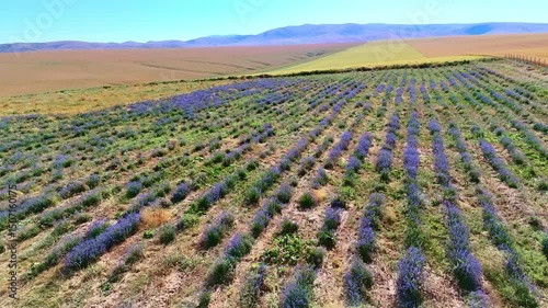 The yellow field is sown with flowering lavender, creating a vivid contrast of purple and gold shades. The scent of lavender flowers fills the air, enhancing the magic of this picturesque landscape.