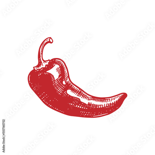 Hand-drawn Chili Pepper Sketch