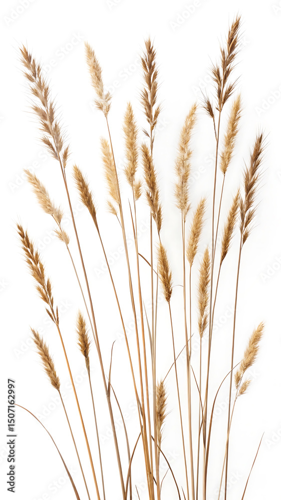 Fototapeta premium Beautiful arrangement of dried ornamental grasses against a clean white background for artistic and decorative designs