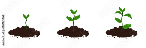 Growth stages diagram. Sprout seedling shoot germination in the pile dirt soil. Development stage. Animation progression.