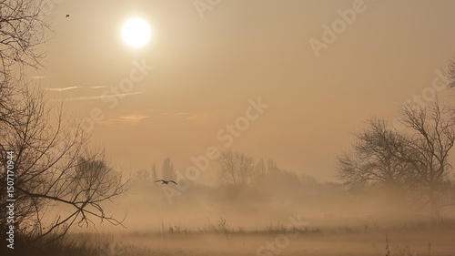 Heron at Sunrise