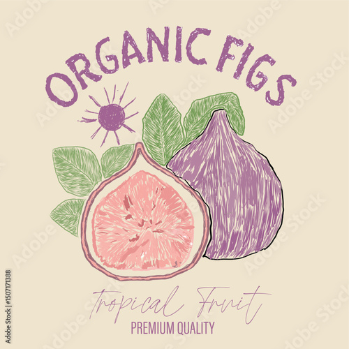 Organic fig fruit print. Nature fruit club print design. Organic food artwork for for t-shirt. Fruit vintage t-shirt design. Fig farm artwork. Fresh farm design.