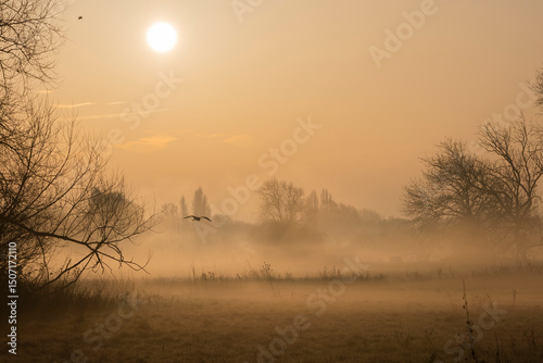 Heron at Sunrise In Mist