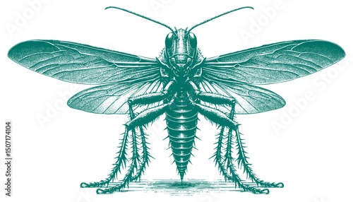Achrioptera Manga vector