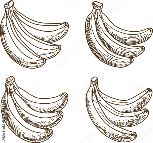hand drawn banana bunches set vintage botanical illustration, tropical fruit, healthy food, retro organic produce collection