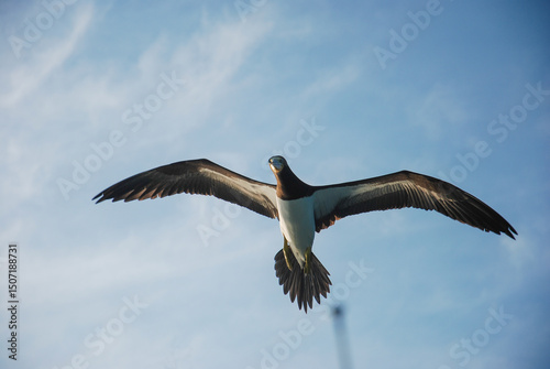gaivotas