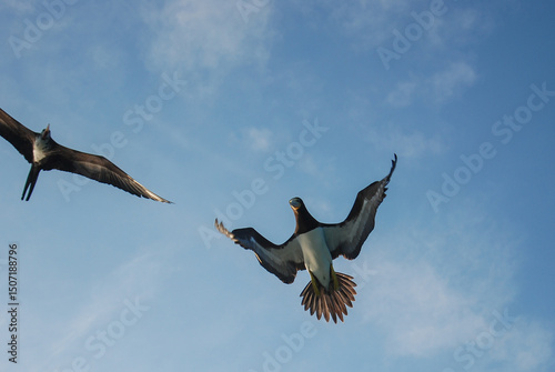 gaivotas photo