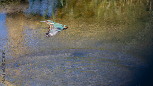 Kingfisher in Flight