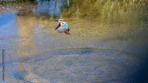 Kingfisher Hovering