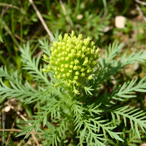 High mountain slopes witness the rebirth of Giant fennel (Ferula sp.) with its fresh spring foliage.