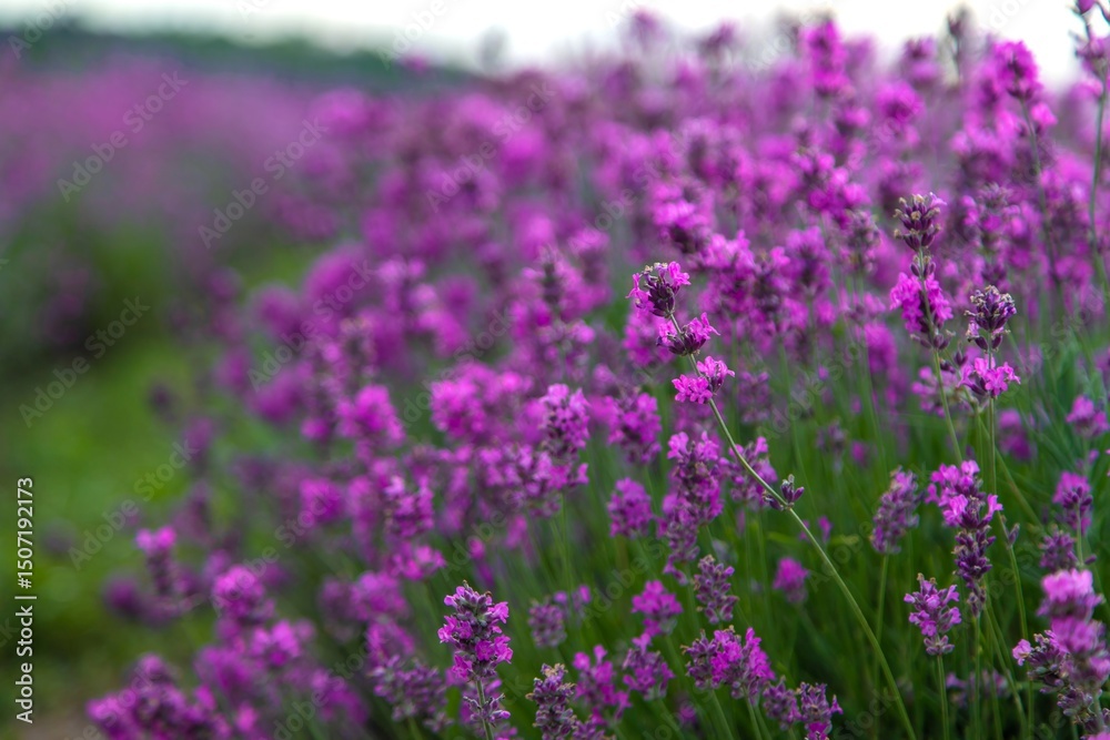 Blooming lavender field. Lavender sprigs close-up. Essential oil culture. Aromatherapy concept. Blooming lavender field. Lavender sprigs close-up. Essential oil culture. Aromatherapy concept.
