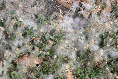 White Cotton Like Webbing Among Green Plants and Bushes