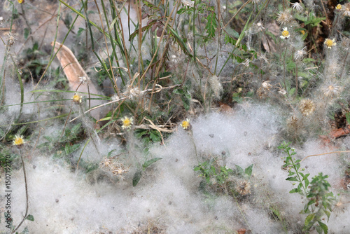 White Cotton Like Webbing Among Green Plants and Bushes
